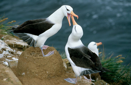 Male and femae parade Black-browed Albatross Diomedea melanophris