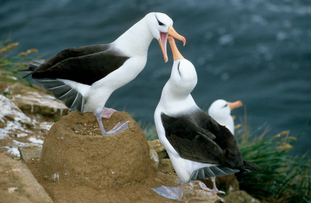 Black-browed Albatross Male and femae parade Black-browed Albatross Diomedea melanophris albatross stock pictures, royalty-free photos & images