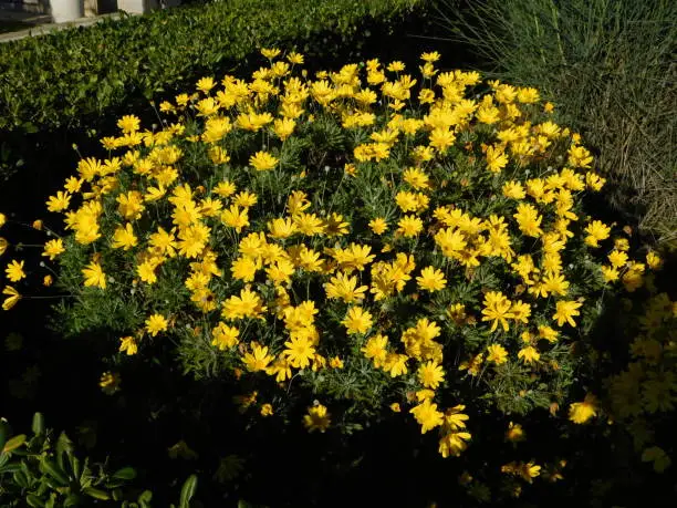 Yellow daisy, or Euryops pectinatus flowers