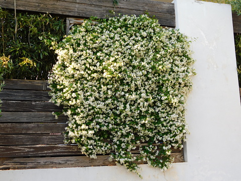 Southern or star jasmine,or Trachelospermum, or Rhynchospermum jasminoides, in full bloom, covering a fence