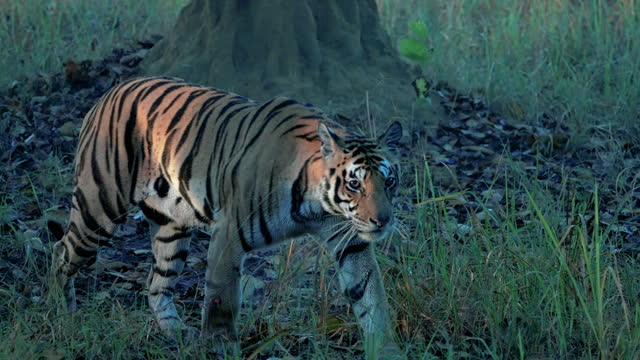 A beautiful bengal tiger walking in the meadows of a central Indian forest