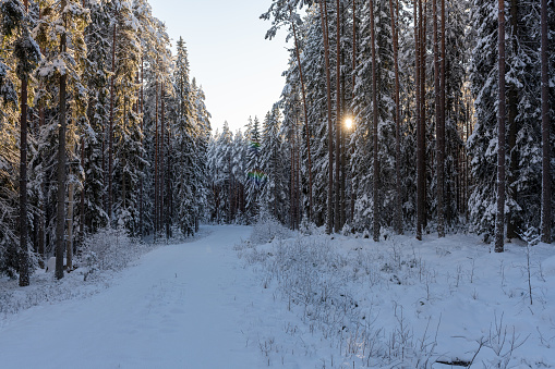 Small road passing a snow covered pine and fir forest in Sweden, with a thick layer of snow on trees and ground, with the sun shining through the trees