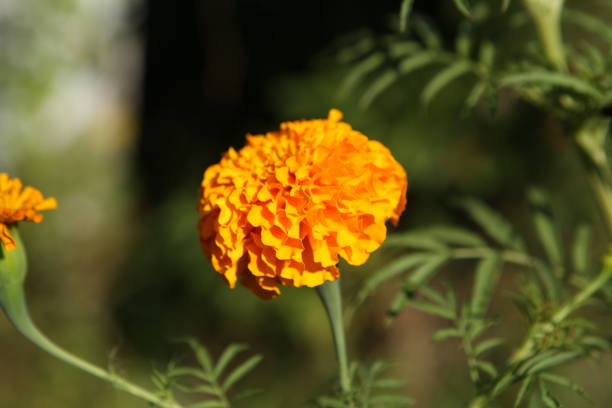 istock Marigold flowers in the garden. 1306316736