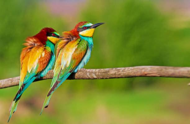istock pair of beautiful wild birds bee-eaters 1306317355