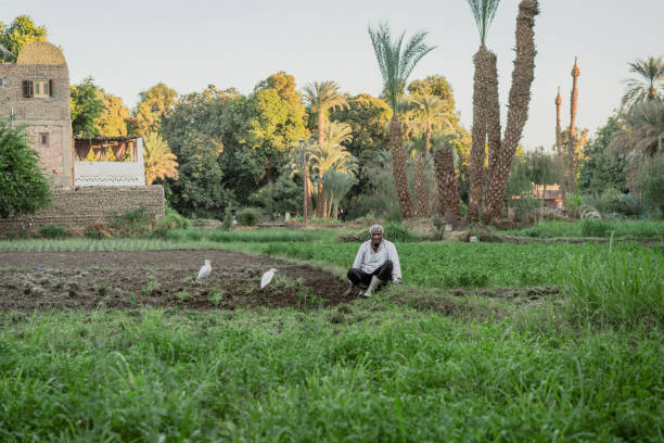 Aswan, Egypt - January 26, 2021:  Portrait of Egyptian man working in the field and stork walking near him