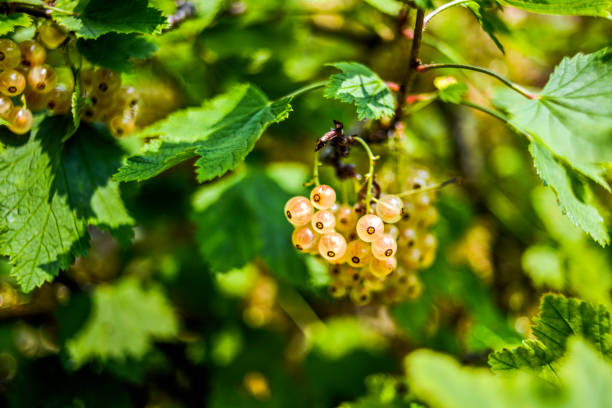 White currants growing on a bush in a summer garden.