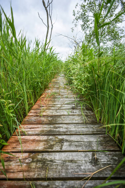 istock Old, colored wooden bridge in a meadow, summer time, Poland. 1306317521