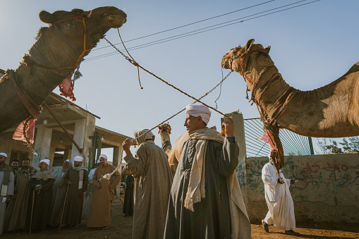 Men  selling camels on Birqash  market in Cairo, Egypt
