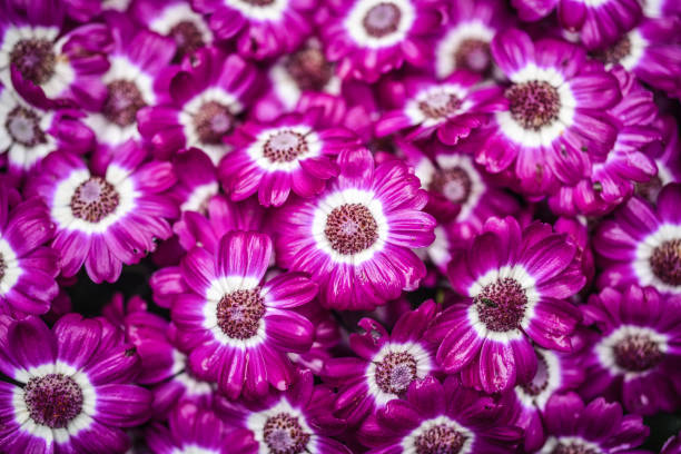 Violet flower cineraria blooming in the garden in Iceland, summer season. Violet flower cineraria blooming in the garden in Iceland, summer season. cineraria stock pictures, royalty-free photos & images