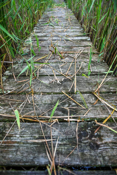istock Old, colored wooden bridge in a meadow, summer time, Poland. 1306317677