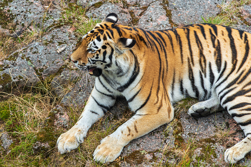 Closer view of a large tiger resting on a rock at a zoo in Orsa, Sweden