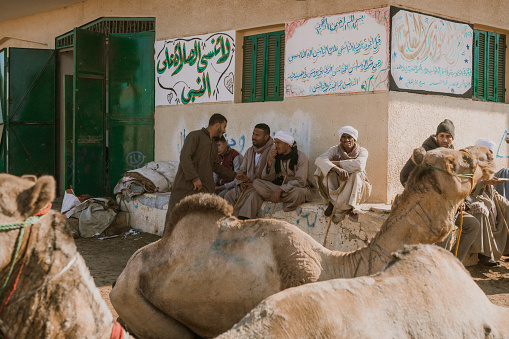 Men  selling camels on Birqash  market in Cairo, Egypt