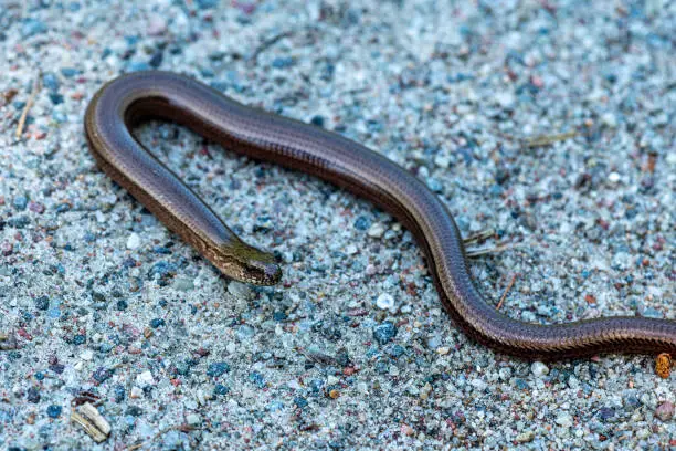 Photo of Close view of a slow worm slithering on the ground
