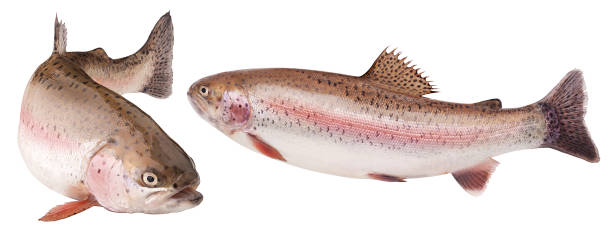 istock rainbow trout, clipping path, isolated on white background, full depth of field 1306318273