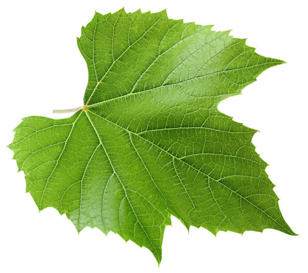 istock Grape leaf, isolated on white background, clipping path, full depth of field 1306318396