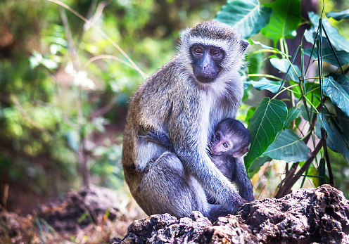 Monos (vervet) están en la reserva de vida silvestre en la hierba natural, árboles de fondo. Al aire libre. Parque Nacional, Kenia, África. photo