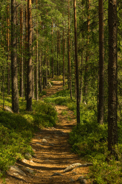 Path through a beautiful pine and fir forest in Sweden stock photo