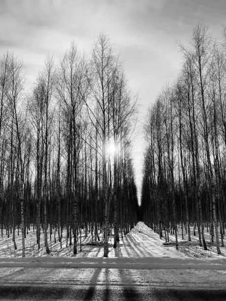 beautiful winter day in the woods. Birches between the paths."nThe birch forest perfectly drew trees. Tree alley winter landscape. Black and white