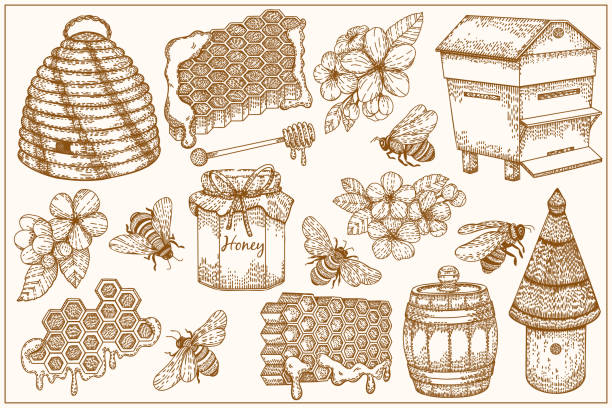 ilustraciones, imágenes clip art, dibujos animados e iconos de stock de juego de miel, abejas, panal, colmenas, tarros y olla. ilustración vectorial en estilo de dibujo gráfico a mano. arte lineal. alimentos orgánicos saludables. productos para logotipos, etiquetas de tarjetas y folletos - honey hexagon honeycomb spring