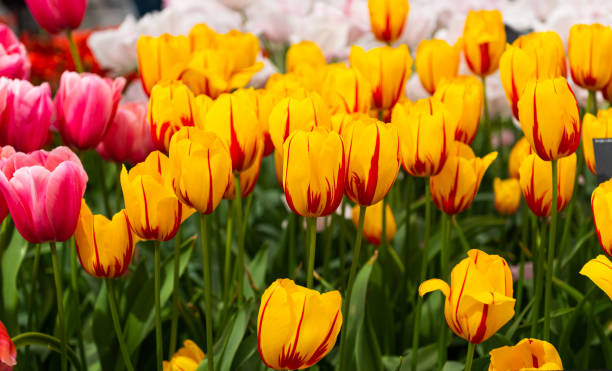 istock flower bed with blooming tulips in the Netherlands 1306320165