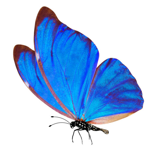 istock tropical blue butterfly. isolated on white background 1306321133