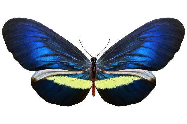 istock tropical blue butterfly. isolated on white background 1306321652
