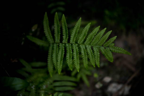 istock close up nature view of green leaf background 1306321717