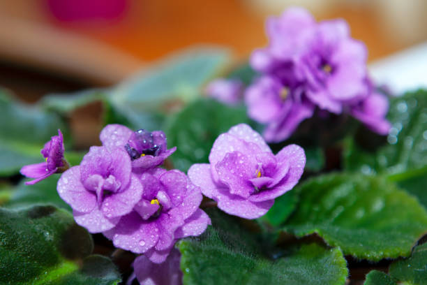 African Violet Flowers in Bloom African Violet Flowers in Bloom . Water Drops on the Flowers Petals african violet stock pictures, royalty-free photos & images