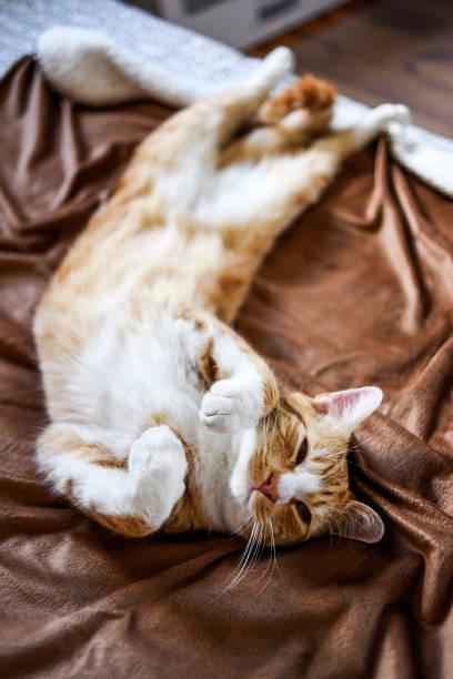 istock A young cat lying in a funny pose on the couch. 1306322646