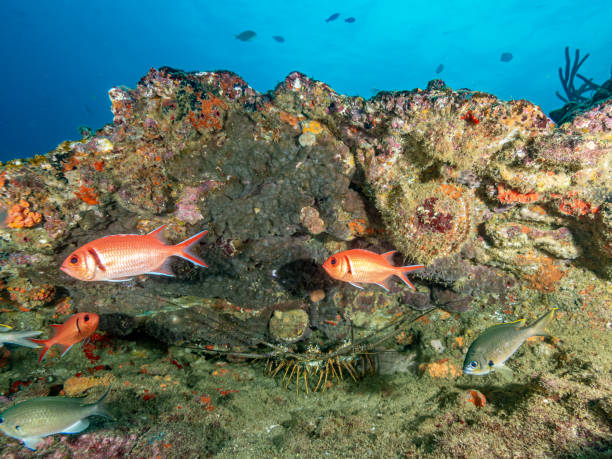 istock Under the waters of the Bay 1306322885