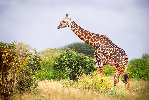 Giraffe in the wildlife reserve on the natural sky, grass, trees background. Outdoor. National park, Kenya, Africa. Copy space.