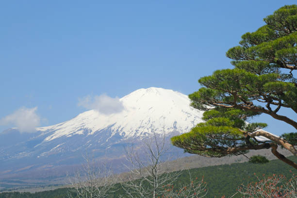 istock Mount Fuji and green pine tree in blue sky 1306324349