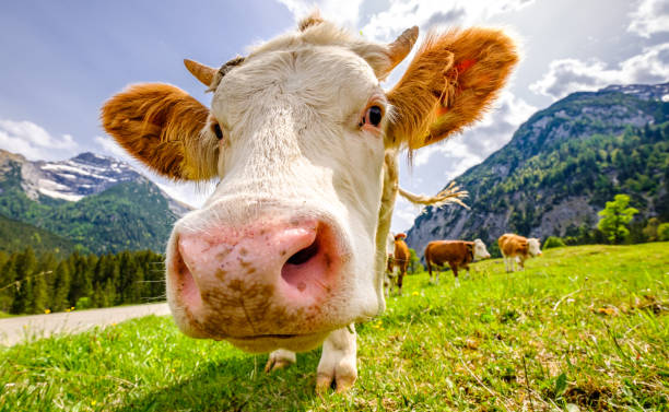 istock cows at the eng alm in austria 1306324489