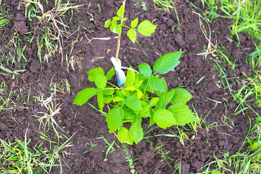 Young raspberry seedling in the ground, top view.Planting plants in the garden in autumn.