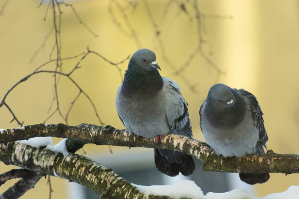 istock Two wild pigeons sitting on a tree branch 1306326214