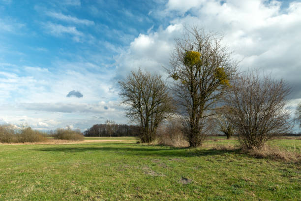 istock Spring bushes growing in the meadow and clouds against the blue sky 1306326300