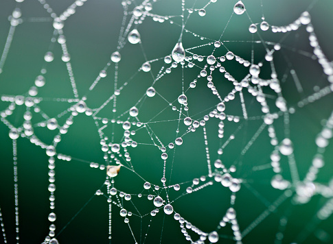 Close up shot of a spiders cobwebs covered in the morning dew