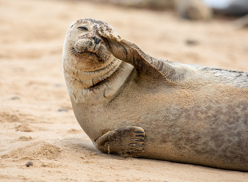 Grey Seal Saluting taken on the east coast of the UK