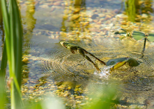 Leaping Frog Action shot of a frog leaping from a natural pond. frog photos stock pictures, royalty-free photos & images