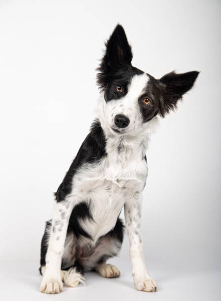 adorável saudável e feliz retrato de cachorro border collie no fundo branco. - collie - fotografias e filmes do acervo