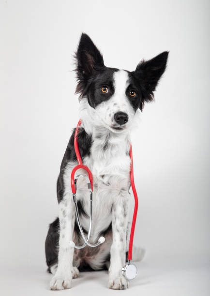 istock Border collie puppy holds a stethoscope around his neck 1306326537