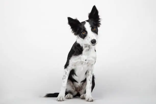 Border collie puppy in front of a white background
