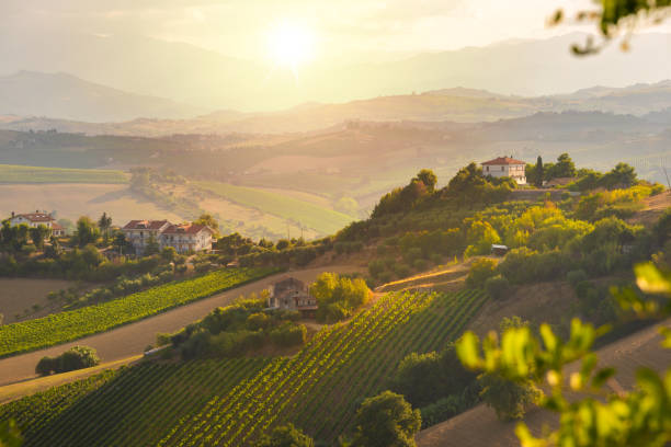 panorama-blick tal mit weinbergen auf hügeln, weingut und weinherstellung - tuscany stock-fotos und bilder