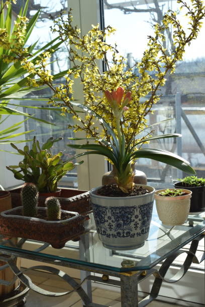 istock spring plants in winter garden 1306327916