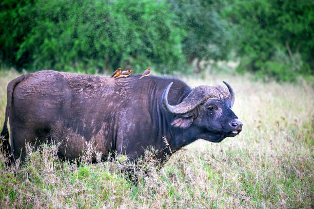 A big old  african or cape buffalo is eating grass on a open grass plain. Africa's big 5 (five) animals. Three red-billed oxpeckers are on the buffalo. Close up. National park, Kenya, Africa.