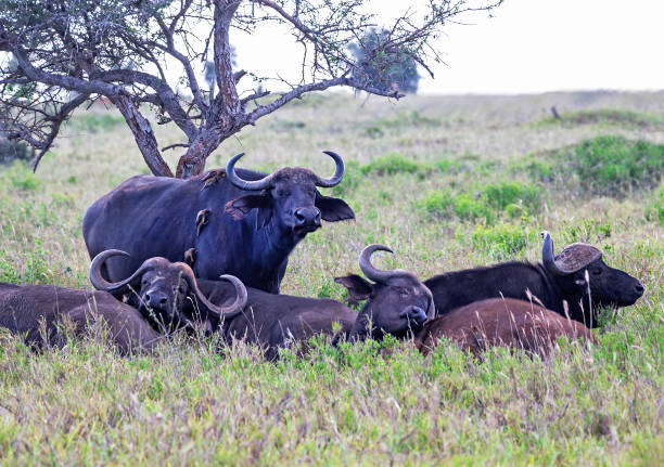 istock African or cape buffals are on a open grass plain. Africa's big 5 (five) animals. Red-billed oxpeckers are on the buffalo. Kenya, Africa. 1306329306