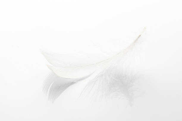 istock Feather falling. Nature abstract bird feather texture closeup on white background in macro photography. Glamorous sophisticated airy artistic image on soft blurred background. 1306330497