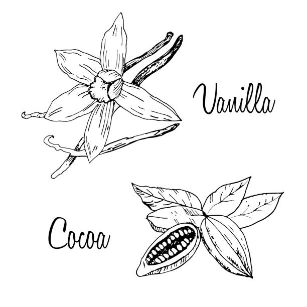 Vector sketch of vanilla and сocoa pods isolated on white background. Vector sketch of vanilla and сocoa pods isolated on white background. Spices, seasonings, ingredient of a healthy diet, chocolate. vector food branch twig stock illustrations
