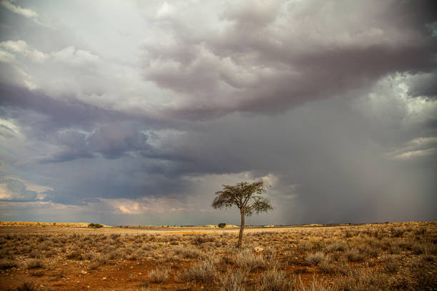 istock Kalahari landscape in the summertime. 1306332168