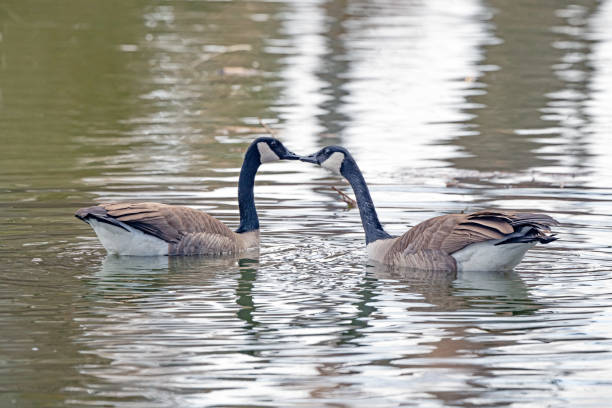 A closeup of Geese swimming in a pond